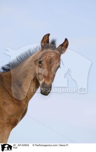 Hannoveraner Fohlen / foal / AP-02609