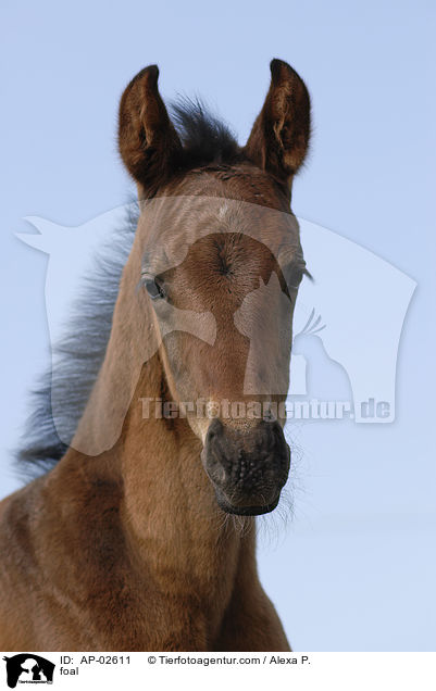 foal / AP-02611