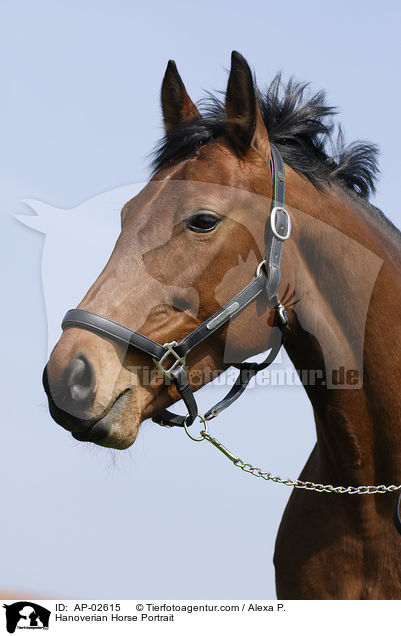Hannoveraner Portrait / Hanoverian Horse Portrait / AP-02615