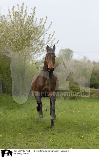 rennender Hannoveraner / running horse / AP-02708