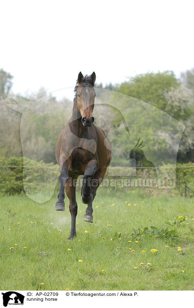 rennender Hannoveraner / running horse / AP-02709