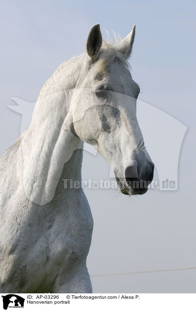 Hannoveraner Portrait / Hanoverian portrait / AP-03296