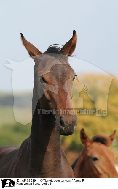Hannoveraner Portrait / Hanoverian horse portrait / AP-03589