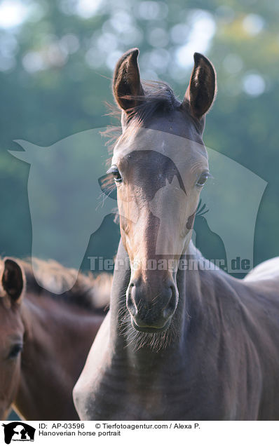 Hannoveraner Portrait / Hanoverian horse portrait / AP-03596