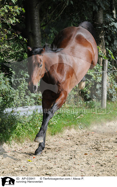 rennender Hannoveraner / running Hanoverian / AP-03841