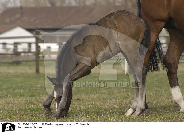 Hannoveraner / Hanoverian horse / TM-01607