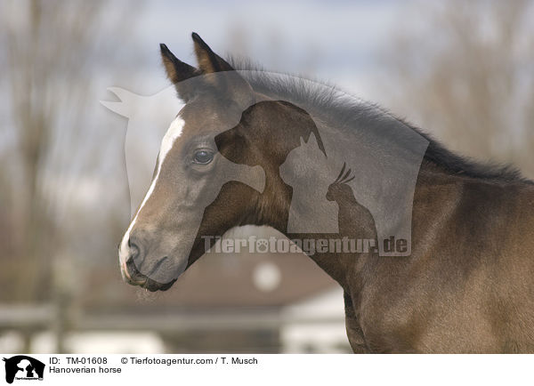 Hannoveraner / Hanoverian horse / TM-01608