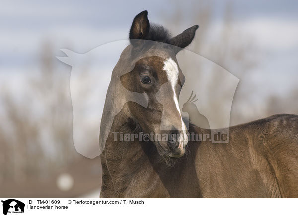 Hanoverian horse / TM-01609