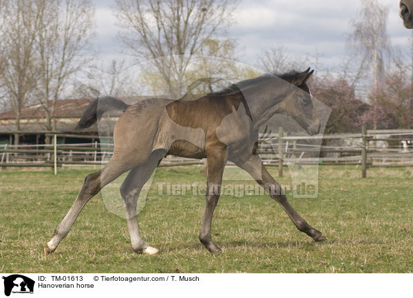 Hannoveraner / Hanoverian horse / TM-01613