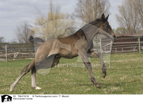 Hannoveraner / Hanoverian horse / TM-01618