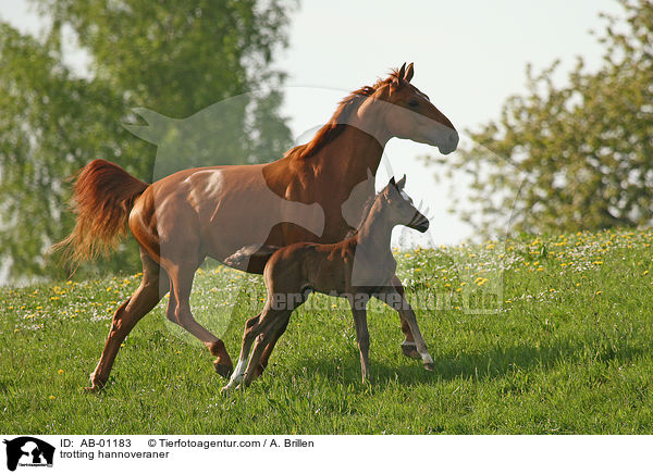trotting hannoveraner / AB-01183