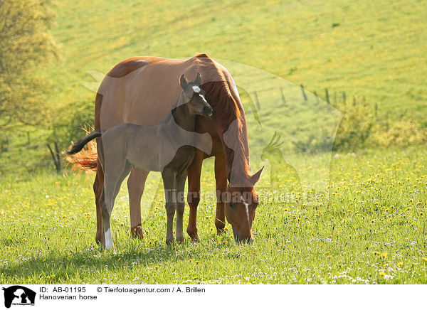 Hannoveraner / Hanoverian horse / AB-01195