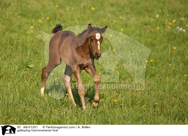 galoppierendes Hannoveraner Fohlen / galloping hannoveraner foal / AB-01201