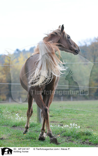 trabender Hannoveraner / trotting horse / AP-04147