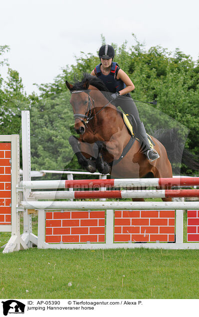jumping Hannoveraner horse / AP-05390