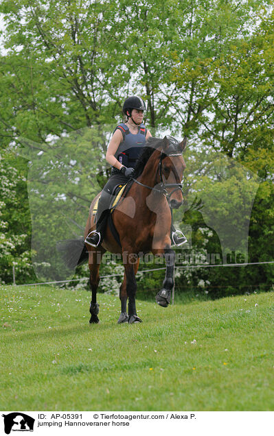 jumping Hannoveraner horse / AP-05391