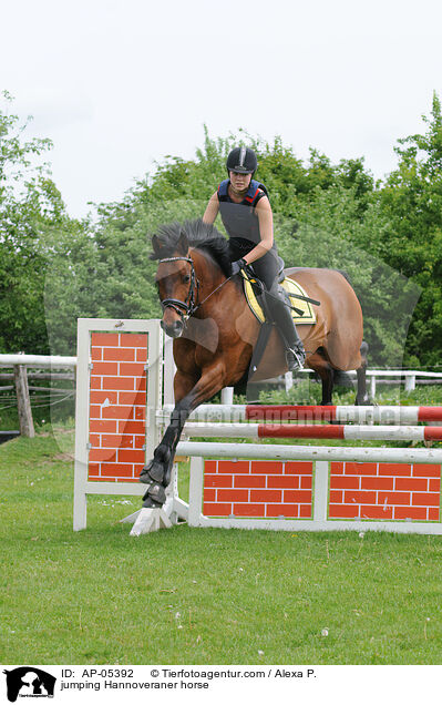jumping Hannoveraner horse / AP-05392