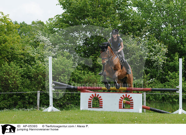 Hannoveraner am Sprung / jumping Hannoveraner horse / AP-05393