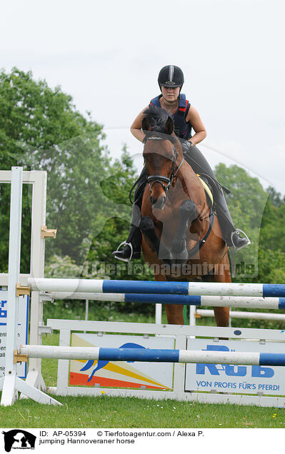 Hannoveraner am Sprung / jumping Hannoveraner horse / AP-05394