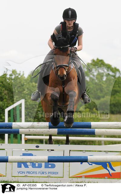 jumping Hannoveraner horse / AP-05395