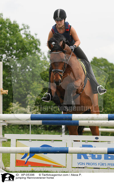 jumping Hannoveraner horse / AP-05396