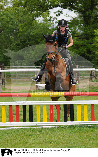 Hannoveraner am Sprung / jumping Hannoveraner horse / AP-05397