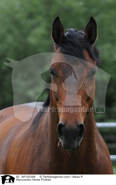 Hanoverian Horse Portrait / AP-05398