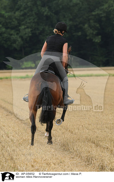 Frau reitet Hannoveraner / woman rides Hannoveraner / AP-05652