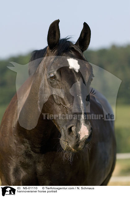 Hannoveraner Portrait / hannoveraner horse portrait / NS-01110