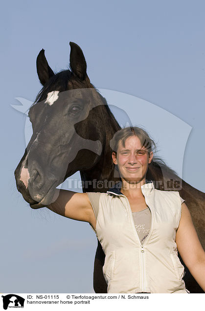 Hannoveraner Portrait / hannoveraner horse portrait / NS-01115