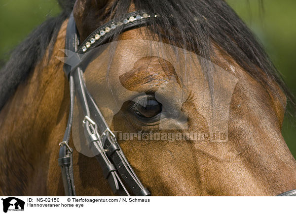 Hannoveraner Auge / Hannoveraner horse eye / NS-02150