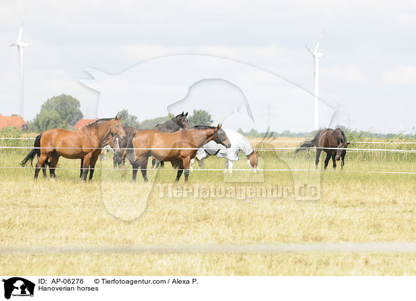 Hannoveraner / Hanoverian horses / AP-06276