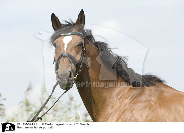 Hannoveraner Portrait / Hanoverian horse portrait / TM-02421