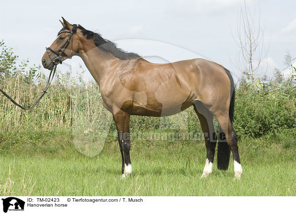 Hannoveraner / Hanoverian horse / TM-02423