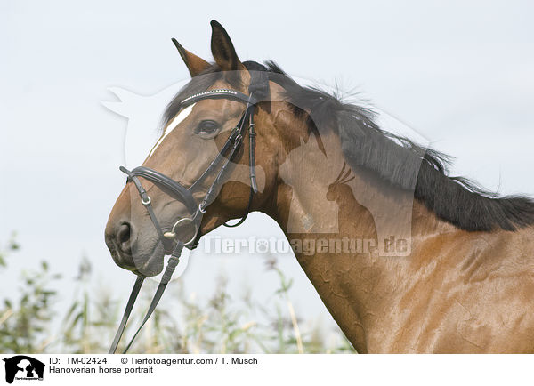 Hannoveraner Portrait / Hanoverian horse portrait / TM-02424
