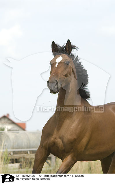 Hannoveraner Portrait / Hanoverian horse portrait / TM-02426