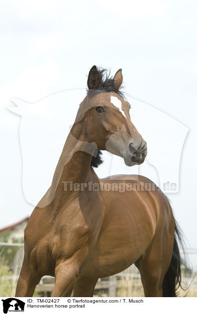 Hannoveraner Portrait / Hanoverian horse portrait / TM-02427