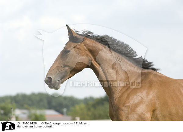 Hannoveraner Portrait / Hanoverian horse portrait / TM-02428