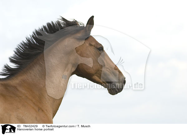 Hannoveraner Portrait / Hanoverian horse portrait / TM-02429
