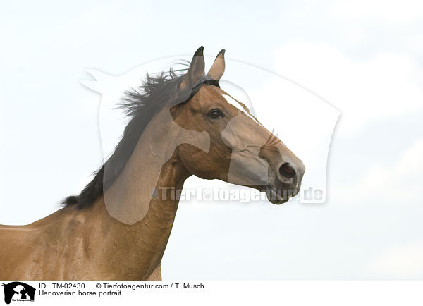 Hannoveraner Portrait / Hanoverian horse portrait / TM-02430