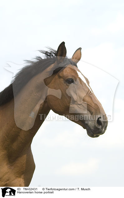 Hannoveraner Portrait / Hanoverian horse portrait / TM-02431