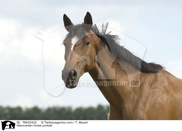 Hannoveraner Portrait / Hanoverian horse portrait / TM-02432