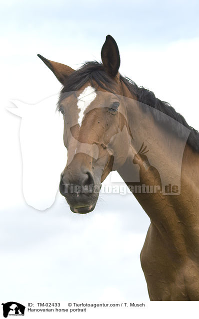 Hannoveraner Portrait / Hanoverian horse portrait / TM-02433