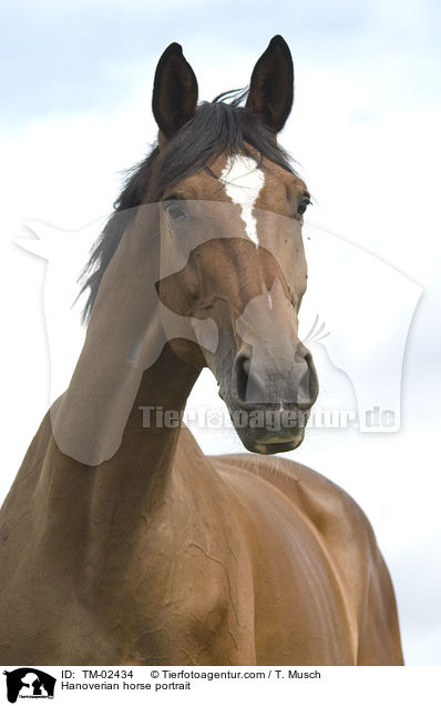 Hannoveraner Portrait / Hanoverian horse portrait / TM-02434