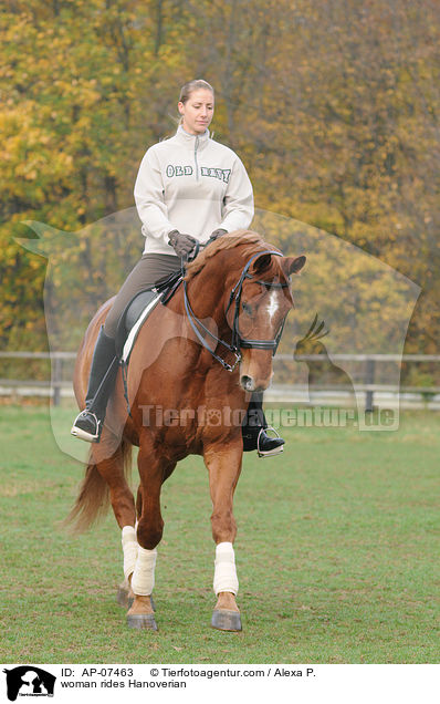Frau reitet Hannoveraner / woman rides Hanoverian / AP-07463