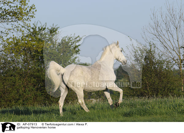 galoppierender Hannoveraner / galloping Hanoverian horse / AP-07913
