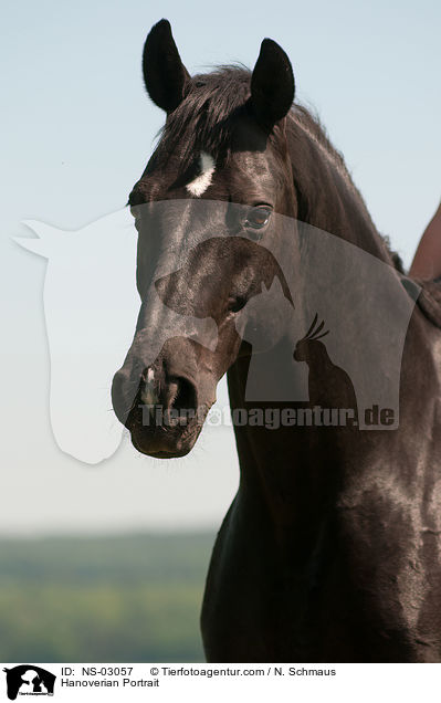 Hannoveraner Portrait / Hanoverian Portrait / NS-03057