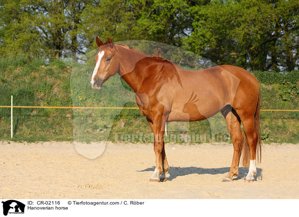 Hannoveraner / Hanoverian horse / CR-02116