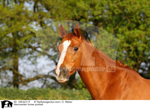 Hannoveraner Portrait / Hanoverian horse portrait / CR-02117