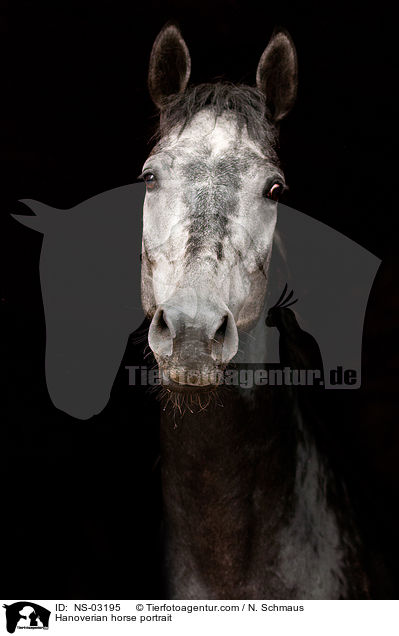 Hanoverian horse portrait / NS-03195